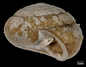 Media type: image;   Malacology 94130 Aspect: lateral